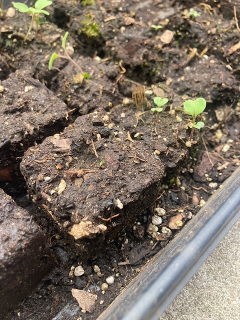 Lettuce week 1