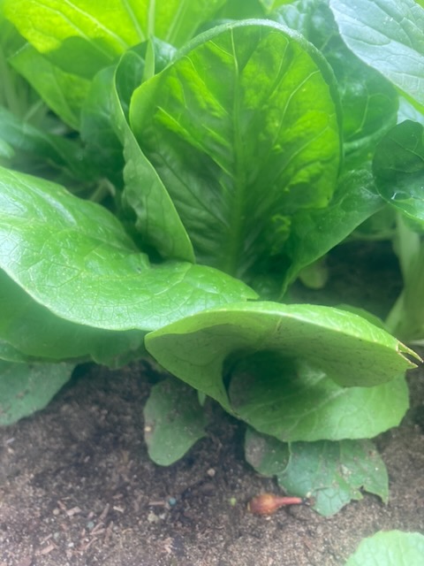 Lettuce week 10