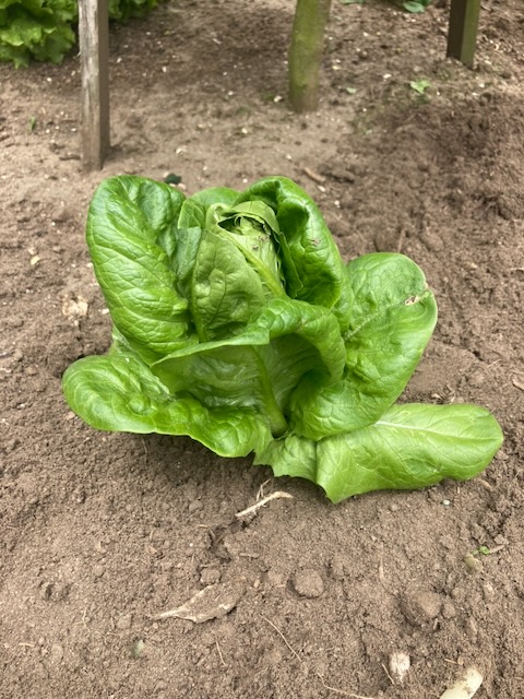 Lettuce week 11