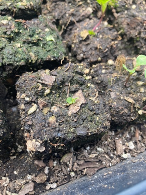 Lettuce week 2