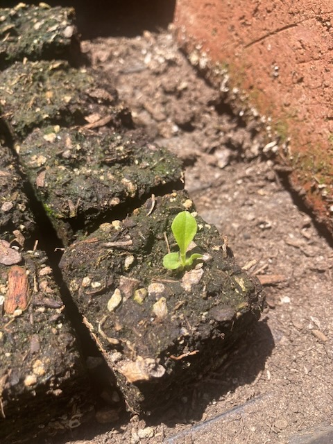 Lettuce week 3