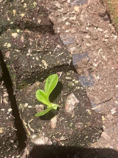 Lettuce week 4