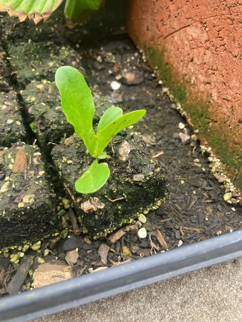 Lettuce week 5