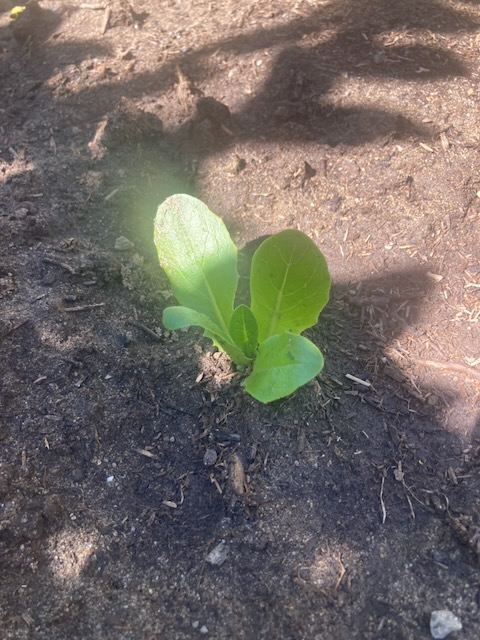 Lettuce week 6