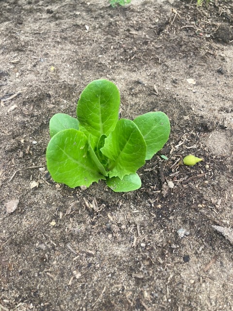 Lettuce week 7