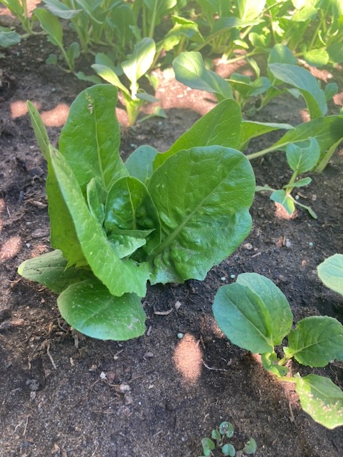 Lettuce week 8