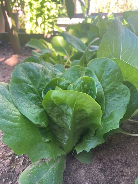 Lettuce week 9