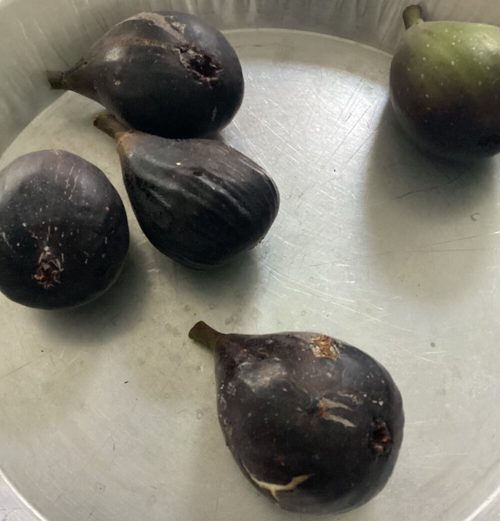 Four ripe Violette de Bordeaux figs and one greener fig in a metal pan
